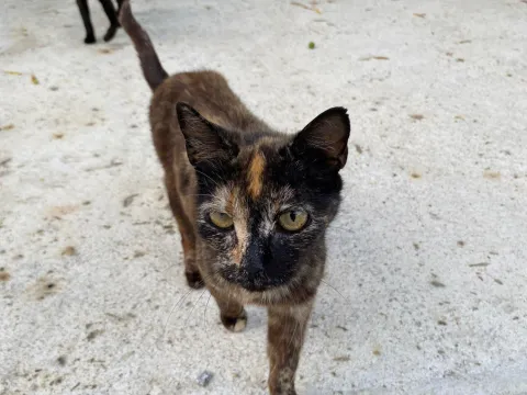 A rescue cat, served live by the placeholder image API