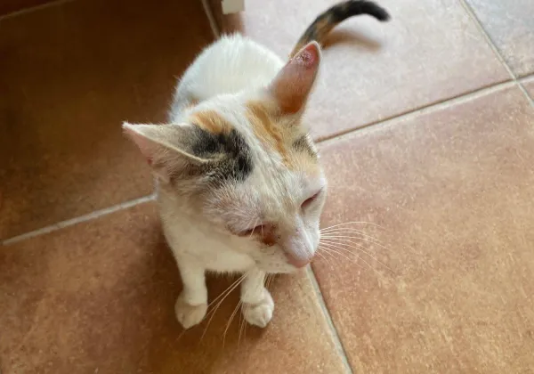 Barbie, a rescue cat