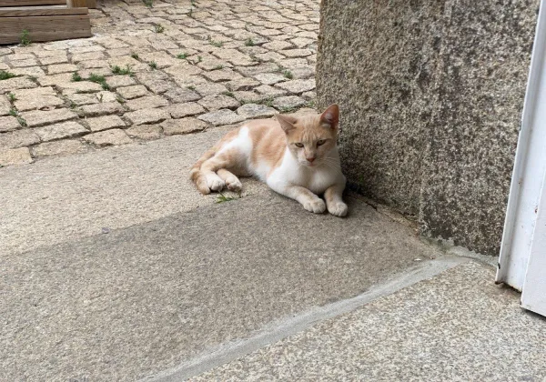 Imbir, a rescue cat