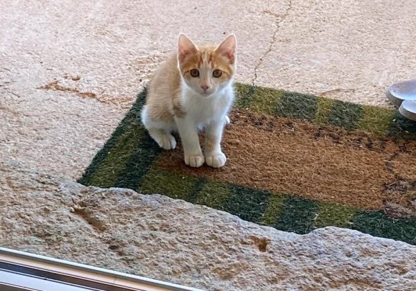 Midge, a rescue cat