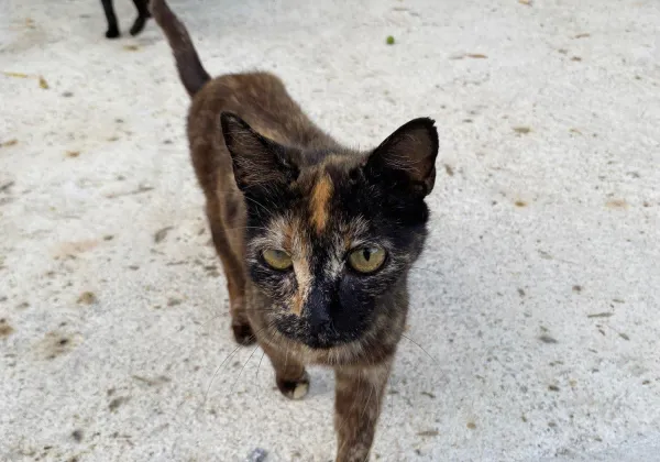 Mrs Maisel, a rescue cat
