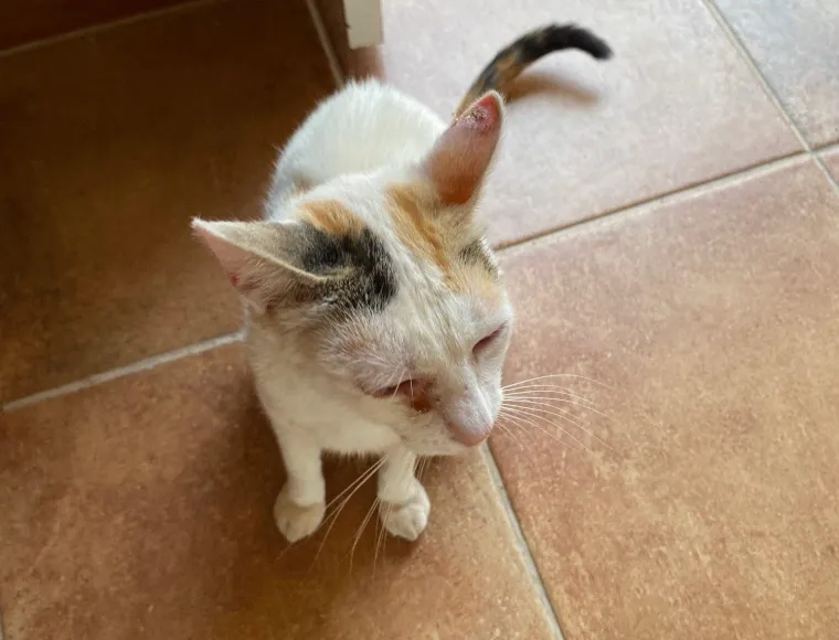 Barbie, a rescue cat